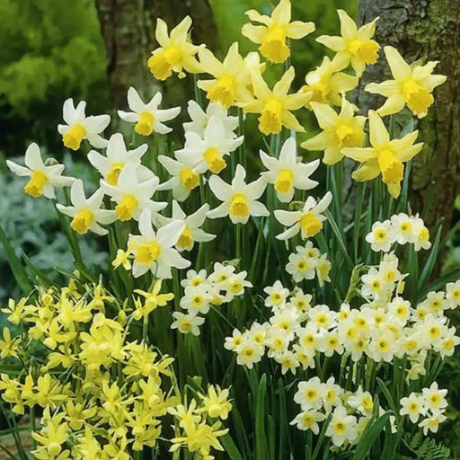 Narcissus  Bulb- Mini Daffodil , Rock gardens Mixed - Caribbean garden seed