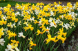 Narcissus  Bulb- Mini Daffodil , Rock gardens Mixed - Caribbean garden seed