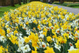 Narcissus  Bulb- Mini Daffodil , Rock gardens Mixed - Caribbean garden seed