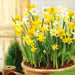Narcissus  Bulb- Mini Daffodil , Rock gardens Mixed - Caribbean garden seed