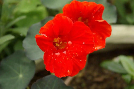 Nasturtium SEED , Empress Of India, edible flowers. VINE - Caribbean garden seed