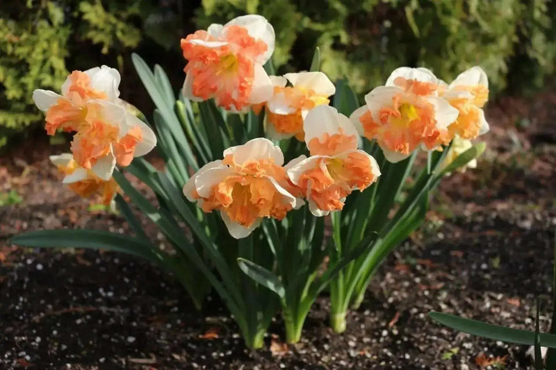 Narcissus Sunny Girlfriend, Daffodil Bulbs, - Caribbean garden seed