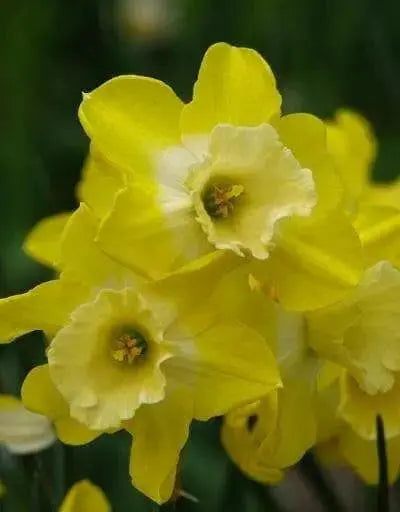 Narcissi Miniature 'Hillstar' Daffodil,Bulbs, FRAGRANT FLOWERS - Caribbean garden seed