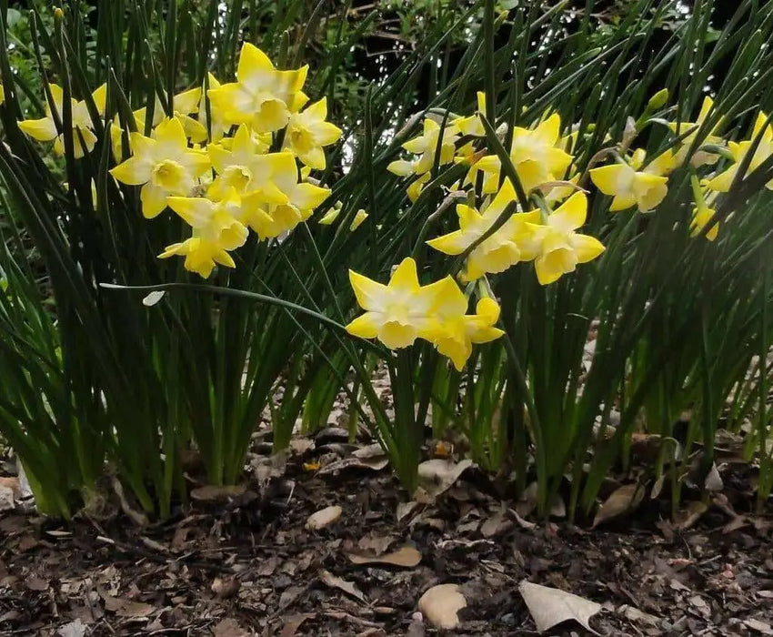 Narcissi Miniature 'Hillstar' Daffodil,Bulbs, FRAGRANT FLOWERS - Caribbean garden seed