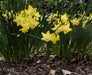 Narcissi Miniature 'Hillstar' Daffodil,Bulbs, FRAGRANT FLOWERS - Caribbean garden seed