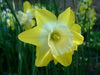 Narcissi Miniature 'Hillstar' Daffodil,Bulbs, FRAGRANT FLOWERS - Caribbean garden seed