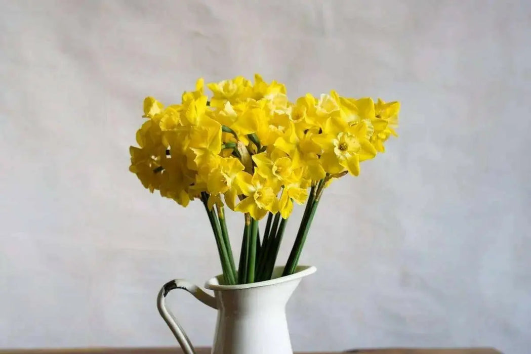 Narcissi Miniature 'Hillstar' Daffodil,Bulbs, FRAGRANT FLOWERS - Caribbean garden seed