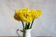 Narcissi Miniature 'Hillstar' Daffodil,Bulbs, FRAGRANT FLOWERS - Caribbean garden seed