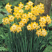Narcissi Miniature 'Hillstar' Daffodil,Bulbs, FRAGRANT FLOWERS - Caribbean garden seed