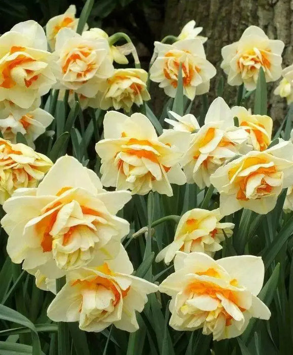 Narcissus 'Manly',Daffodil Flowers bulb, perennials - Caribbean garden seed