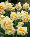 Narcissus 'Manly',Daffodil Flowers bulb, perennials - Caribbean garden seed