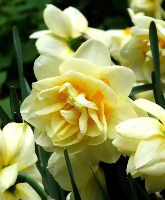 Narcissus 'Manly',Daffodil Flowers bulb, perennials - Caribbean garden seed