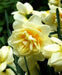 Narcissus 'Manly',Daffodil Flowers bulb, perennials - Caribbean garden seed