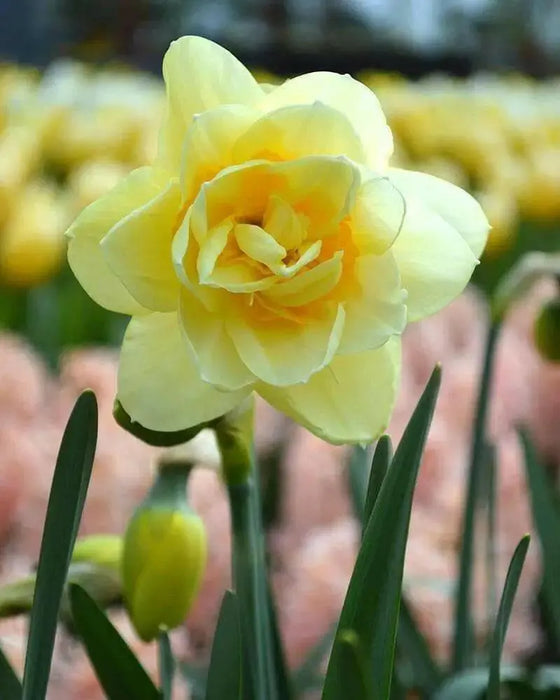 Narcissus 'Manly',Daffodil Flowers bulb, perennials - Caribbean garden seed