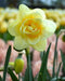 Narcissus 'Manly',Daffodil Flowers bulb, perennials - Caribbean garden seed