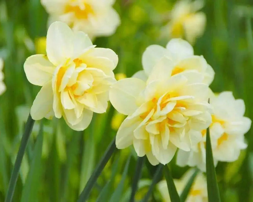 Narcissus 'Manly',Daffodil Flowers bulb, perennials - Caribbean garden seed