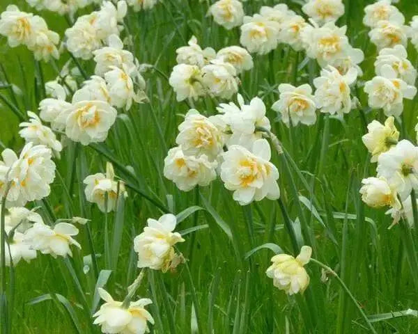 Narcissus 'Manly',Daffodil Flowers bulb, perennials - Caribbean garden seed