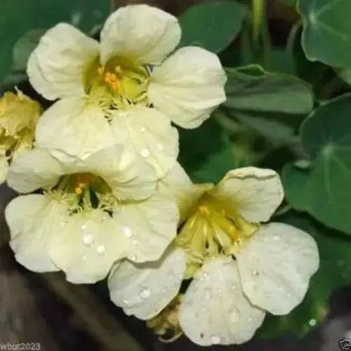 Nasturtium SEED (Yeti) EDIBLE FLOWERS - Caribbean garden seed