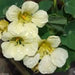Nasturtium SEED (Yeti) EDIBLE FLOWERS - Caribbean garden seed