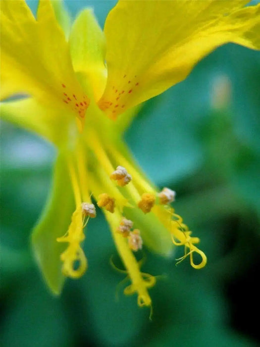 Nasturtium Seeds, (Canary Creeper) EDIBLE FLOWERS  ,exotic vine ! - Caribbean garden seed