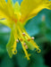 Nasturtium Seeds, (Canary Creeper) EDIBLE FLOWERS  ,exotic vine ! - Caribbean garden seed