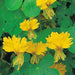 Nasturtium Seeds, (Canary Creeper) EDIBLE FLOWERS  ,exotic vine ! - Caribbean garden seed