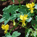 Nasturtium Seeds, (Canary Creeper) EDIBLE FLOWERS  ,exotic vine ! - Caribbean garden seed