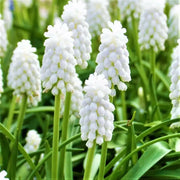 Muscari White Magic,'Grape Hyacinth, fall bulbs, spring flowers - Caribbean garden seed