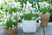 Muscari White Magic,'Grape Hyacinth, fall bulbs, spring flowers - Caribbean garden seed