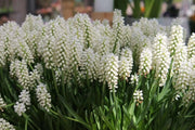 Muscari White Magic,'Grape Hyacinth, fall bulbs, spring flowers - Caribbean garden seed
