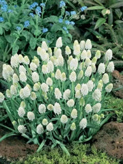 Muscari White Magic,'Grape Hyacinth, fall bulbs, spring flowers - Caribbean garden seed