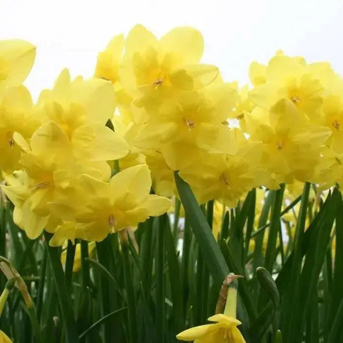 Narcissus Magnet Flower Bulbs - Caribbean garden seed