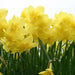 Narcissus Magnet Flower Bulbs - Caribbean garden seed