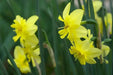 Narcissus Magnet Flower Bulbs - Caribbean garden seed