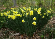 Narcissus Magnet Flower Bulbs - Caribbean garden seed