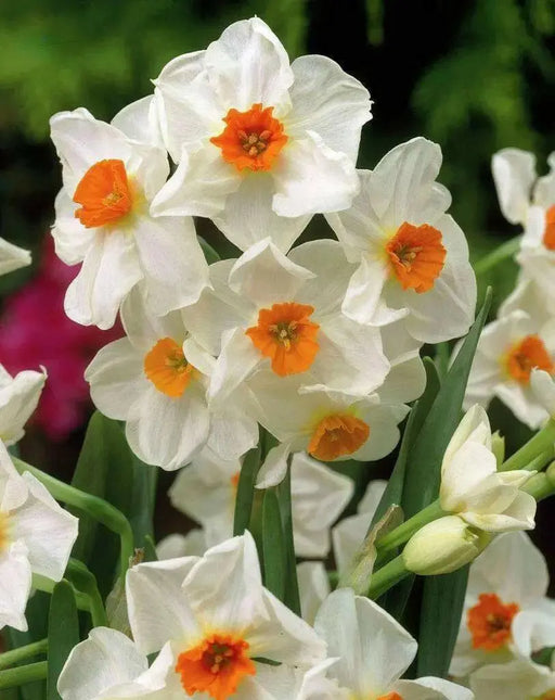 Narcissus Geranium , Daffodil bulbs - Caribbean garden seed