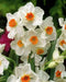 Narcissus Geranium , Daffodil bulbs - Caribbean garden seed