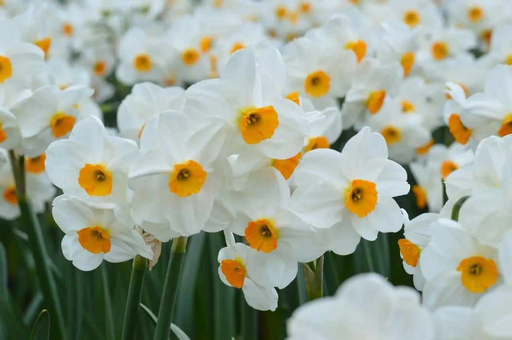 Narcissus Geranium , Daffodil bulbs - Caribbean garden seed
