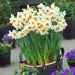 Narcissus Geranium , Daffodil bulbs - Caribbean garden seed