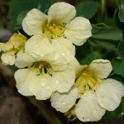 Nasturtium  Seeds VINE,  'Alaska Gold' EDIBLE FLOWERS - Caribbean garden seed