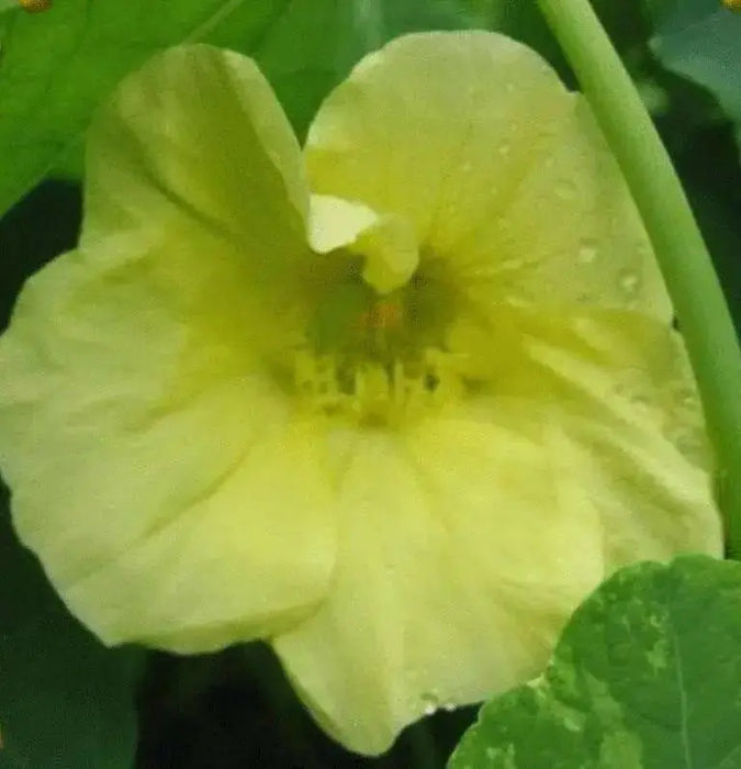 Nasturtium  Seeds VINE,  'Alaska Gold' EDIBLE FLOWERS - Caribbean garden seed