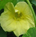 Nasturtium  Seeds VINE,  'Alaska Gold' EDIBLE FLOWERS - Caribbean garden seed