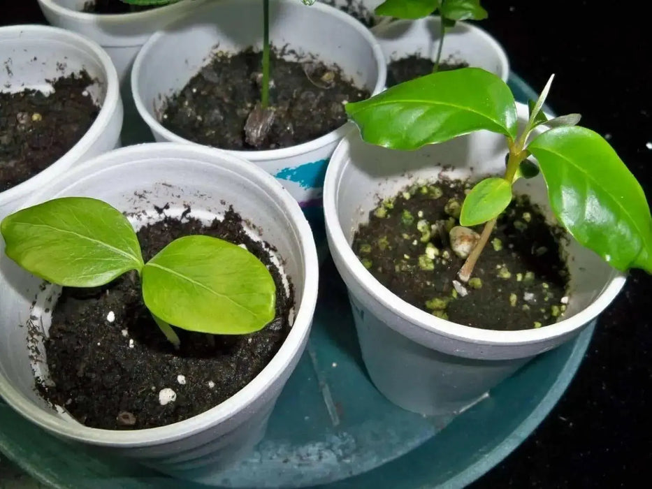 Naseberry Seeds , Jamaican, caribbean fruit tree - Caribbean garden seed