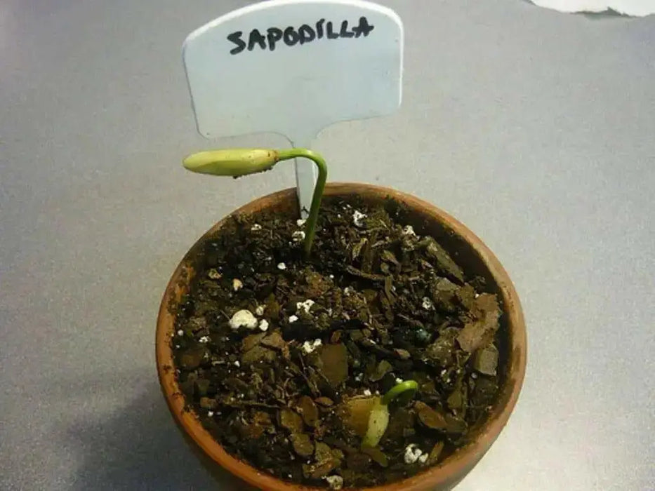 Naseberry Seeds , Jamaican, caribbean fruit tree - Caribbean garden seed