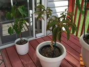 Naseberry Seeds , Jamaican, caribbean fruit tree - Caribbean garden seed