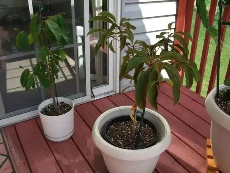 Naseberry Seeds , Jamaican, caribbean fruit tree - Caribbean garden seed