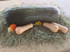 Naples Long Pumpkin Seed (Cucurbita moschata)  heirloom - winter squash - Caribbean garden seed