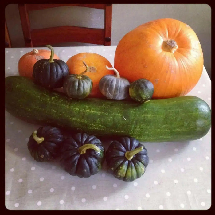 Naples Long Pumpkin Seed (Cucurbita moschata)  heirloom - winter squash - Caribbean garden seed