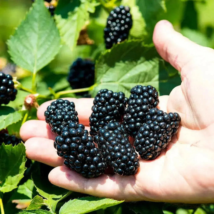 Natchez Thornless Blackberries ( 1YR STARTER Plant ) PERENNIAL SHRUB - Caribbean garden seed