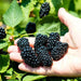 Natchez Thornless Blackberries ( 1YR STARTER Plant ) PERENNIAL SHRUB - Caribbean garden seed